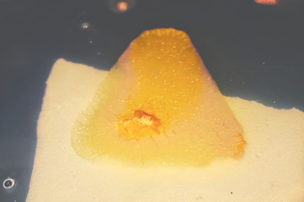 Living Physarum polycephalum slime mold under an AI-driven laser system — practice-based cohabitation research
